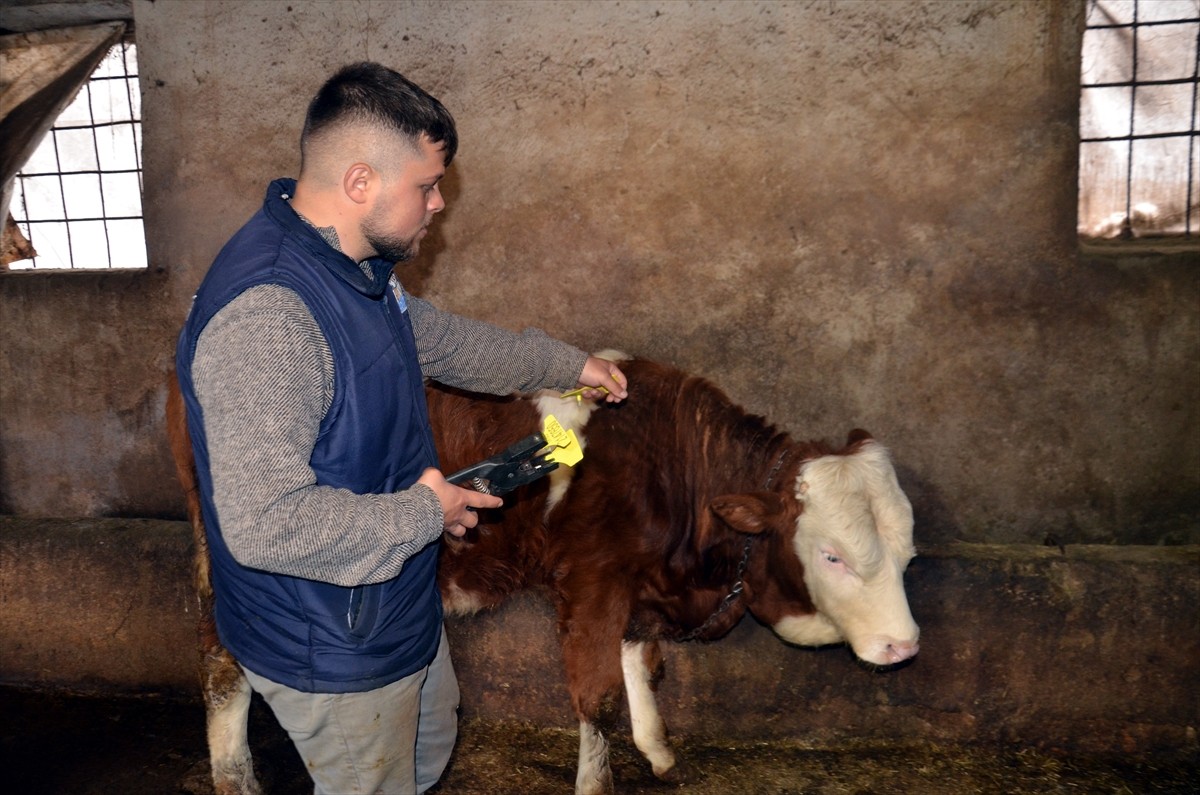 Muş Tarım ve Orman Müdürlüğü ile Damızlık Sığır Yetiştiricileri Birliği (DSYB) arasında imzalanan...