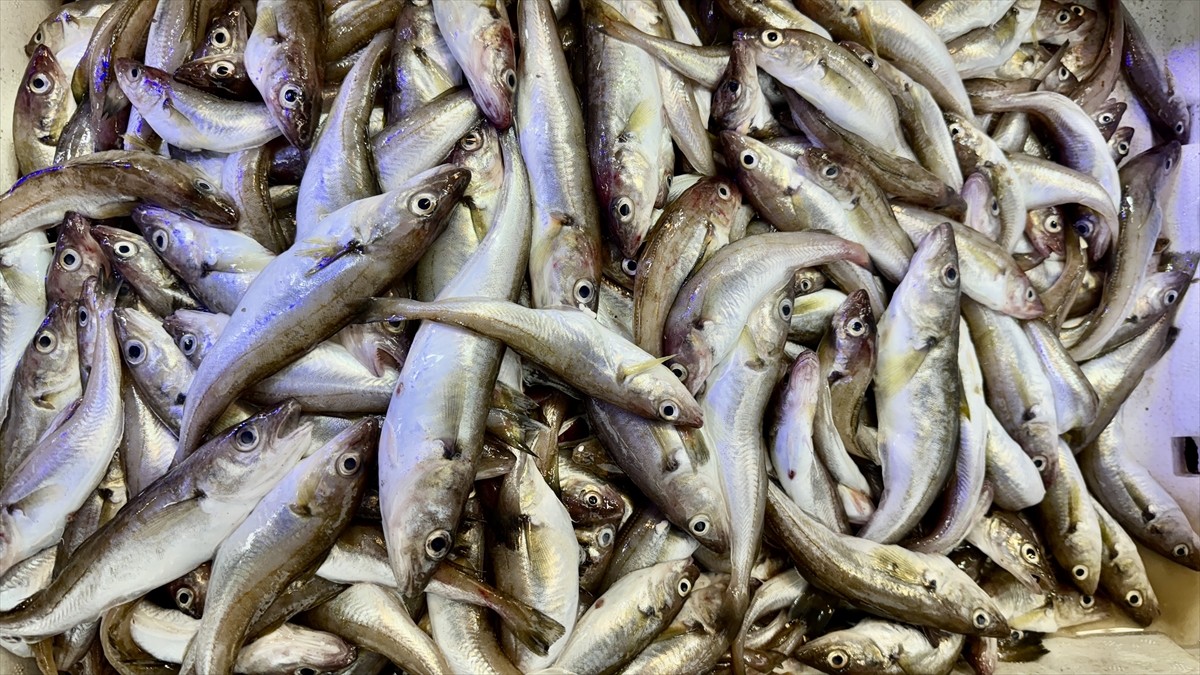 Samsun'da denizlerde 1 Nisan'da başlayacak av yasağı öncesi tezgahlarda balık çeşitliliği azaldı....