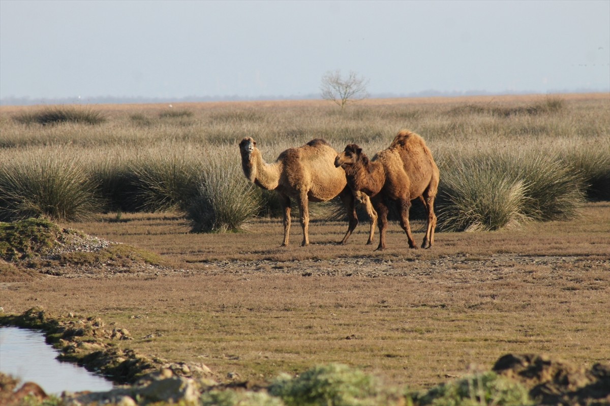 Samsun'un Bafra ilçesinde bulunan ve UNESCO Dünya Mirası Geçici Listesi'nde yer alan Kızılırmak...