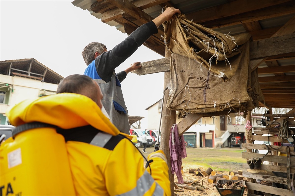 Samsun Büyükşehir Belediyesi, tarımsal üretime zarar veren kahverengi kokarca zararlısıyla...