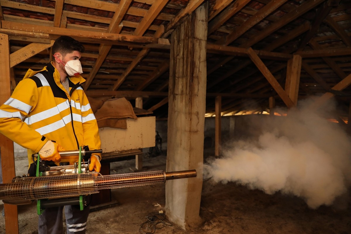 Samsun Büyükşehir Belediyesi, tarımsal üretime zarar veren kahverengi kokarca zararlısıyla...