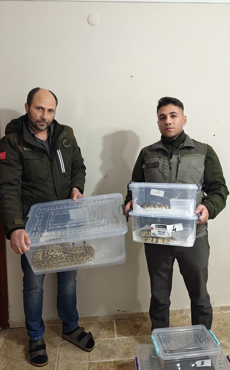 Sivas'ta düzenlenen egzotik hayvan kaçakçılığı operasyonunda, 4 yılan ve 1 tarantula cinsi örümcek...
