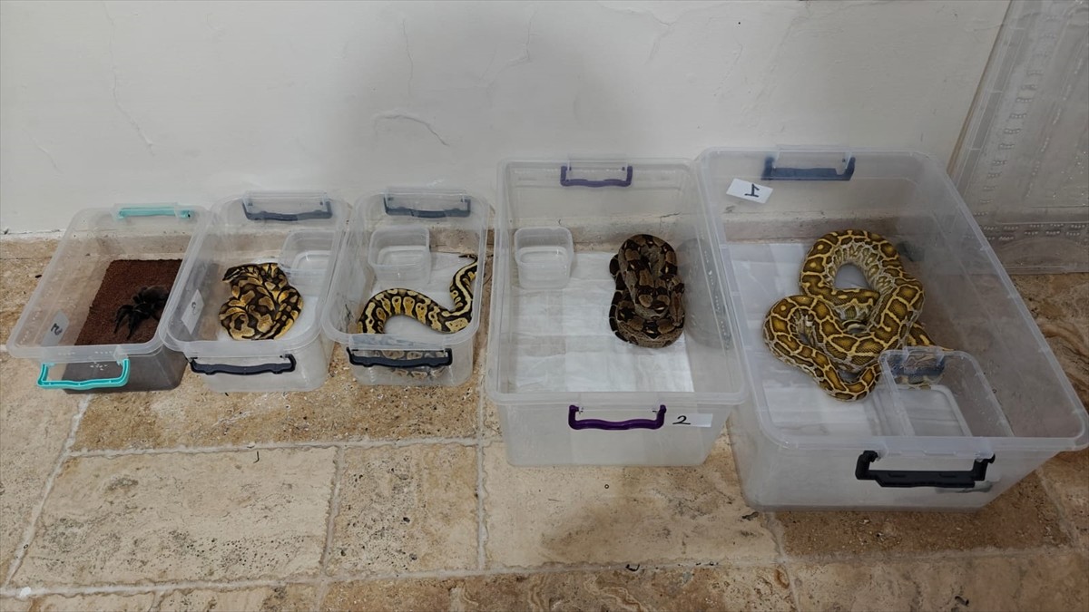 Sivas'ta düzenlenen egzotik hayvan kaçakçılığı operasyonunda, 4 yılan ve 1 tarantula cinsi örümcek...