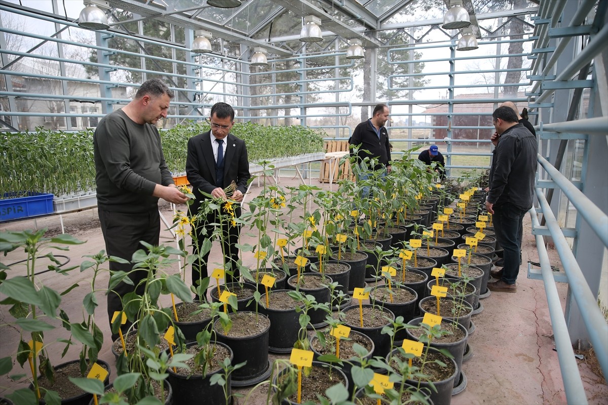 Tarım ve Orman Bakanlığı Trakya Tarımsal Araştırma Enstitüsü, ayçiçeğinde büyük verim kayıplarına...