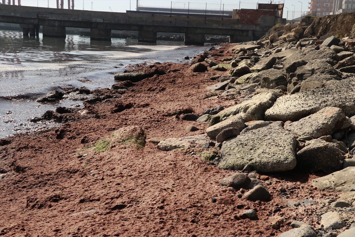 Tekirdağ'da kuvvetli rüzgar nedeniyle sahilin bir kısmı kırmızı yosunla kaplandı.