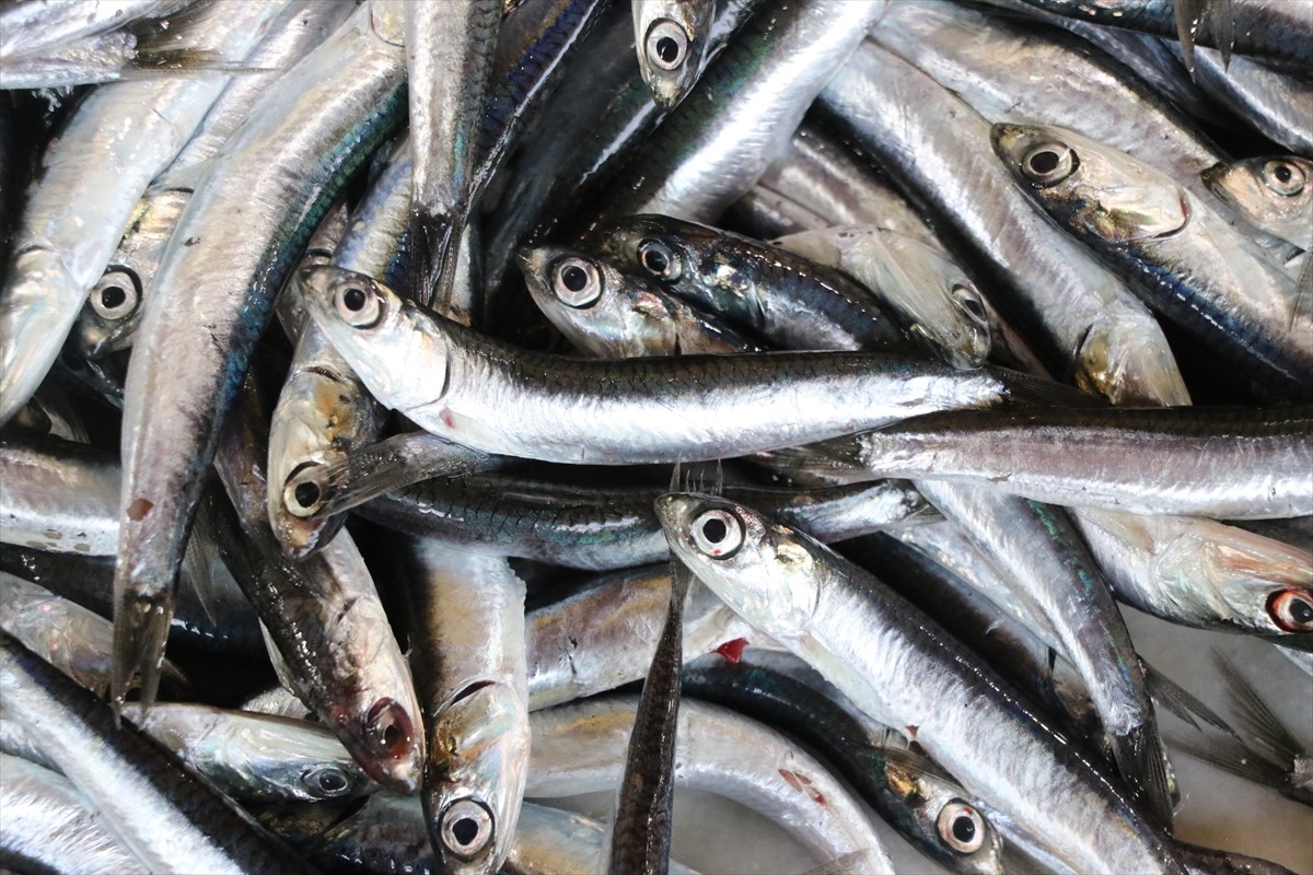  Tekirdağ'da vatandaşlar lezzeti nedeniyle ramazanda en çok Karadeniz hamsisini tercih ediyor.