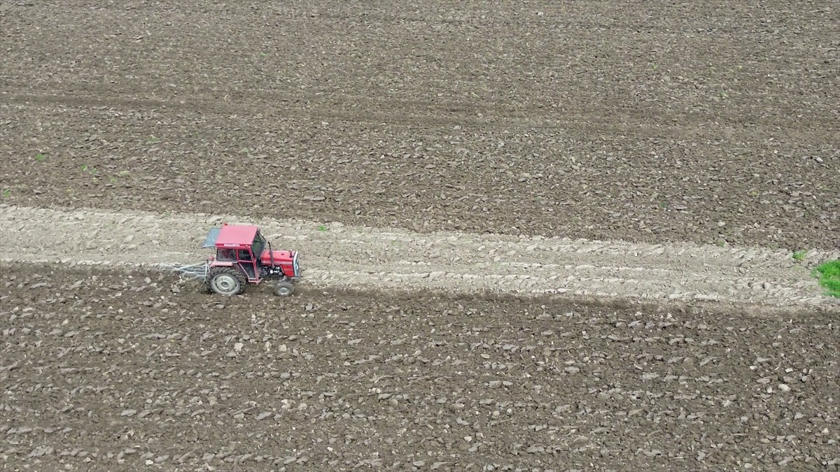 Türkiye'nin en verimli ovalarından Samsun'daki Bafra Ovası'nda, yazlık sebze, hububat ve çeltik...