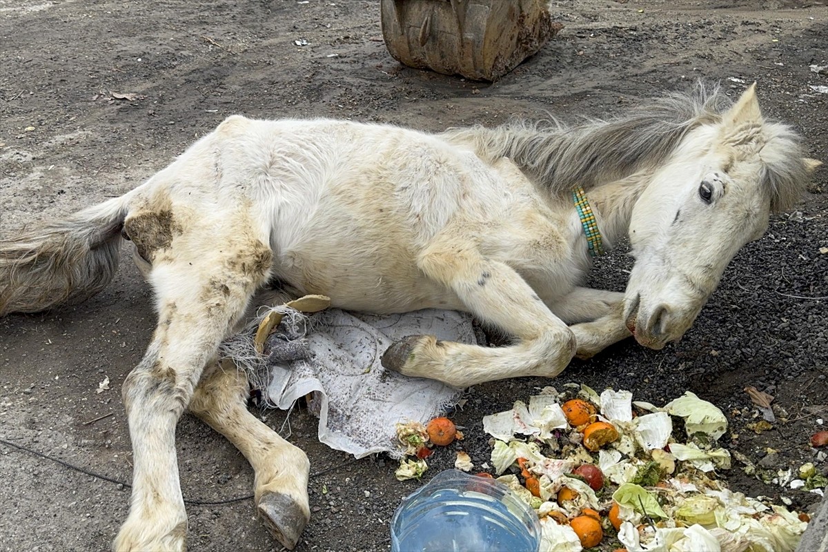 Van'ın Çatak ilçesinde bitkin halde bulunan katır, veteriner tarafından yapılan müdahalenin...