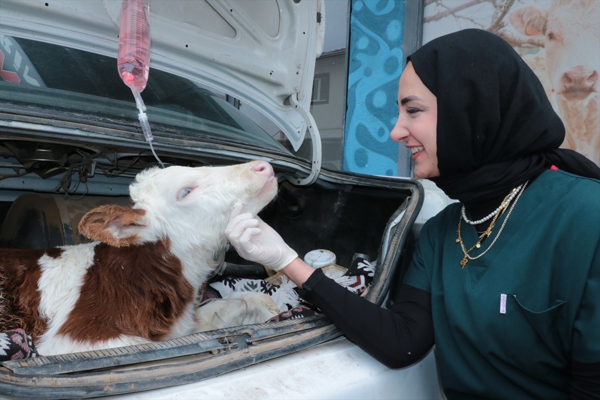  Yozgat'ta bir besici, hastalanan buzağısını otomobiliyle veterinere taşıdı.
