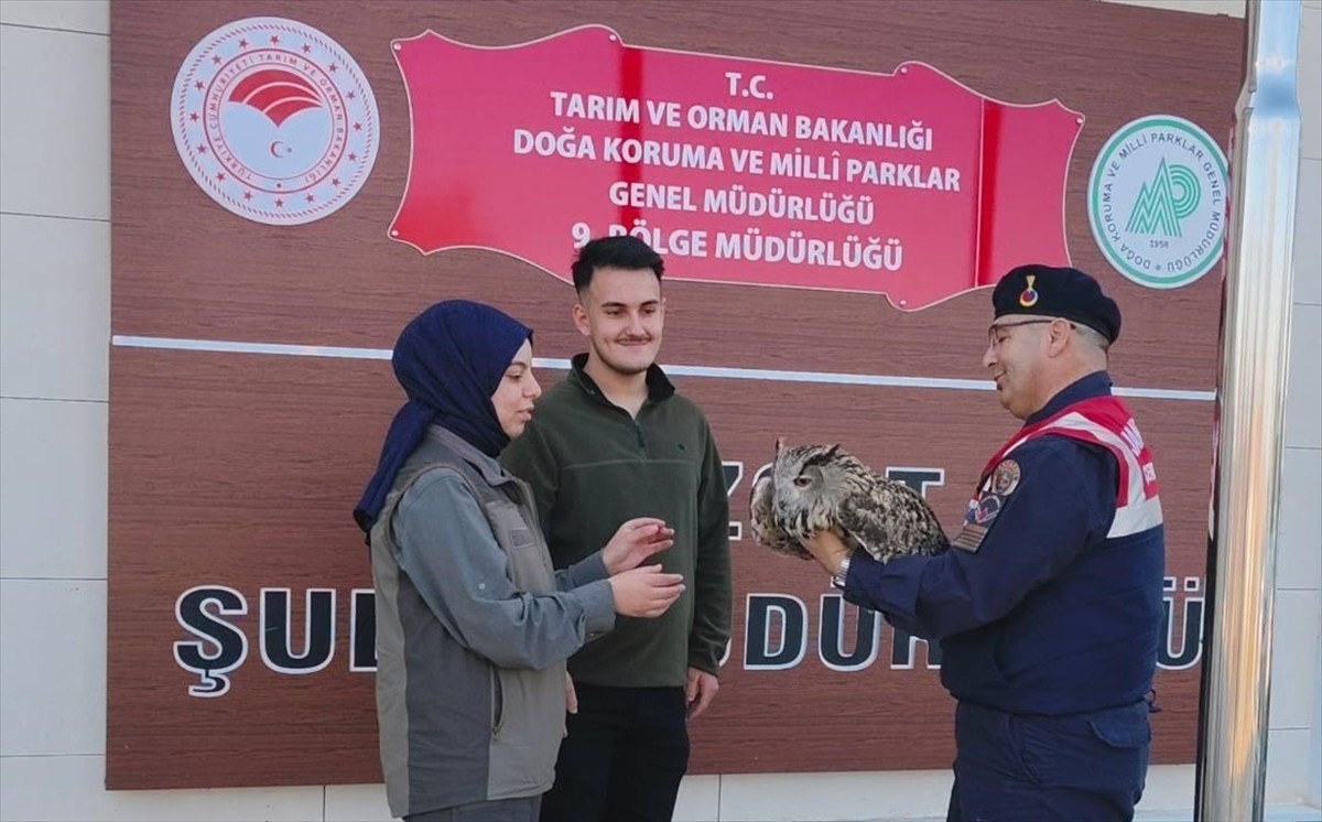 Yozgat'ta jandarma ekiplerince yaralı halde bulunan puhu, Doğa Koruma ve Milli Parklar Şube...