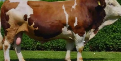 2025 Kurbanlık Fiyatları: İl İl Tahminler ve Piyasa Gelişmeleri