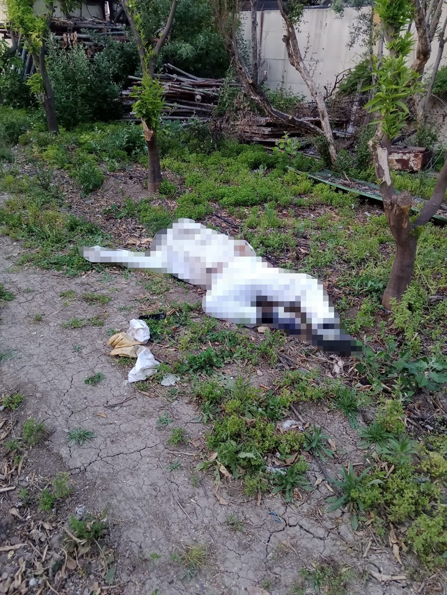 Adana'nın merkez Seyhan ilçesinde arının soktuğu kişi hayatını kaybetti. Zeytinli Mahallesi'nde...