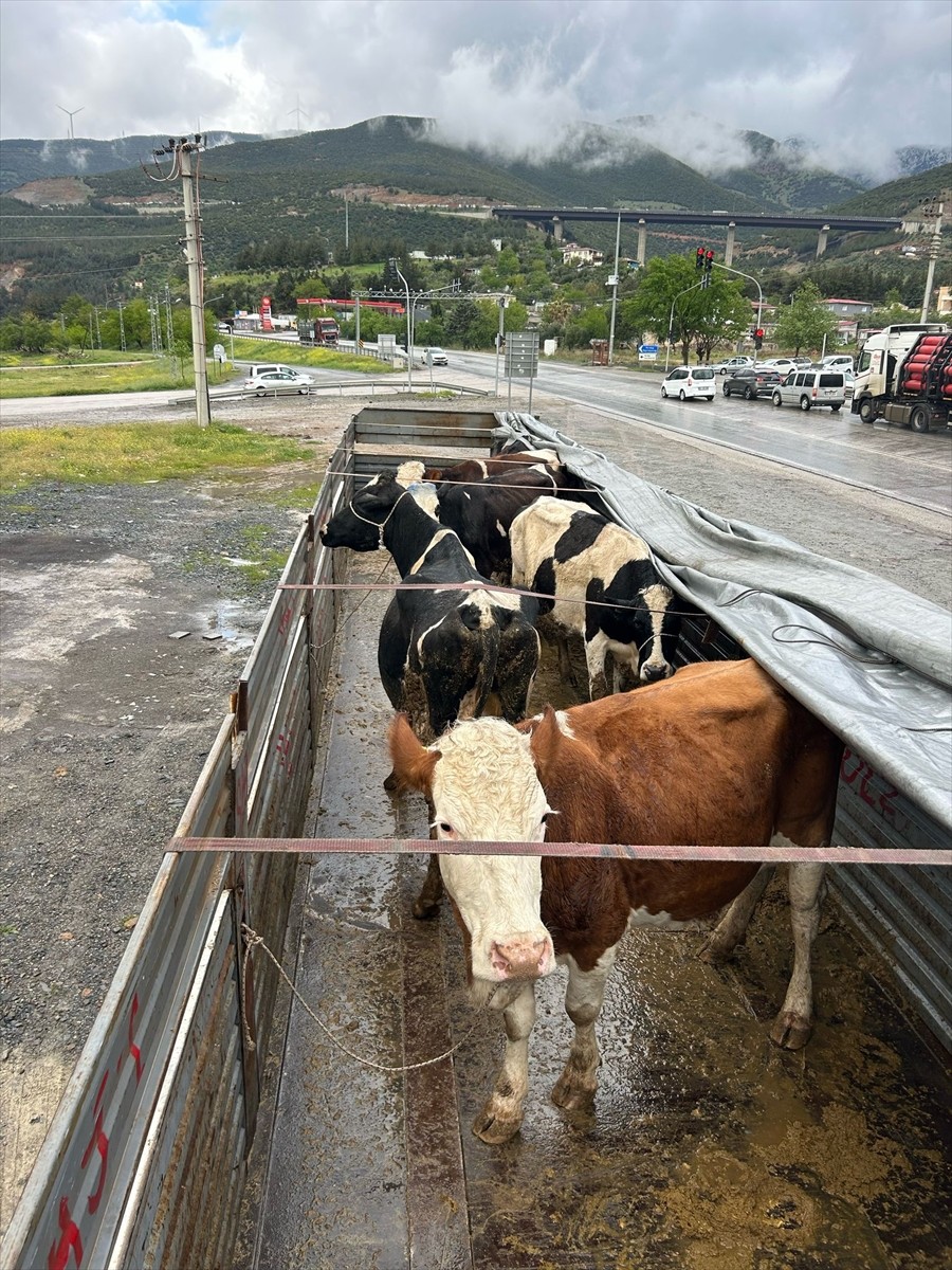 Aksaray'da hayvan hırsızlığına karıştıkları iddiasıyla gözaltına alınan 2 zanlı tutuklandı....