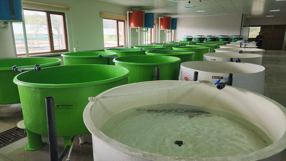 Amasya'nın Suluova ilçesinde sezonun ilk mersin balığı sağımı ve havyar üretimi...