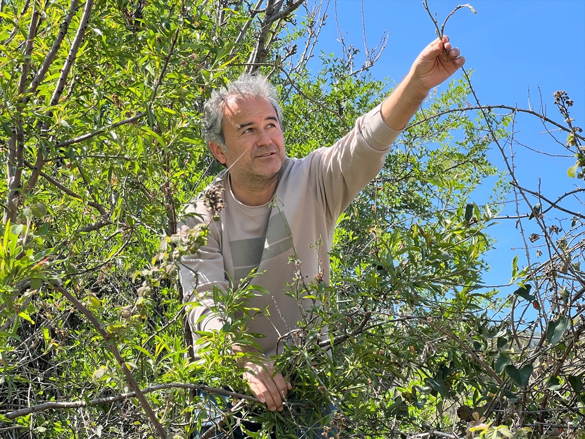Antalya'nın Kaş ilçesinde bazı vatandaşlar, dağlardan topladıkları yabani kuşkonmazları semt...