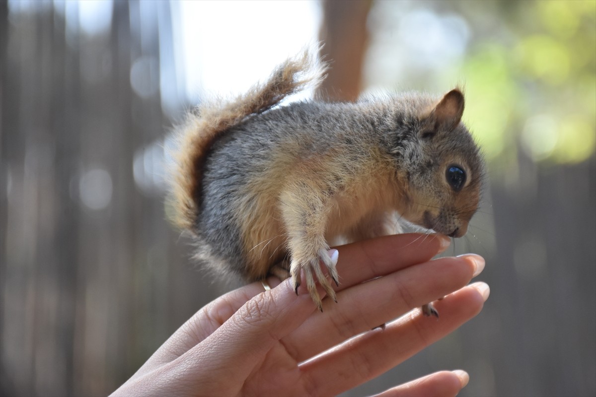 Antalya Büyükşehir Belediyesi Doğal Yaşam Parkı'nda annelerinden erken ayrılmak zorunda kalan...