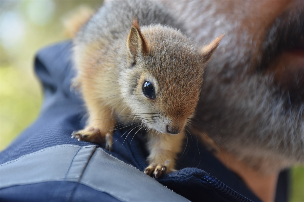 Antalya Büyükşehir Belediyesi Doğal Yaşam Parkı'nda annelerinden erken ayrılmak zorunda kalan...