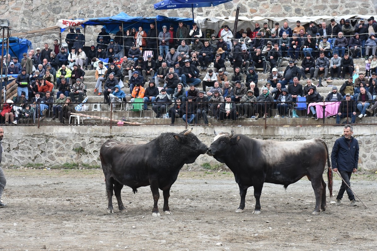 Artvin'de bu yıl 30'uncusu düzenlenen "Yusufeli Sarıgöl Geleneksel Boğa Güreşleri Festivali" sona...