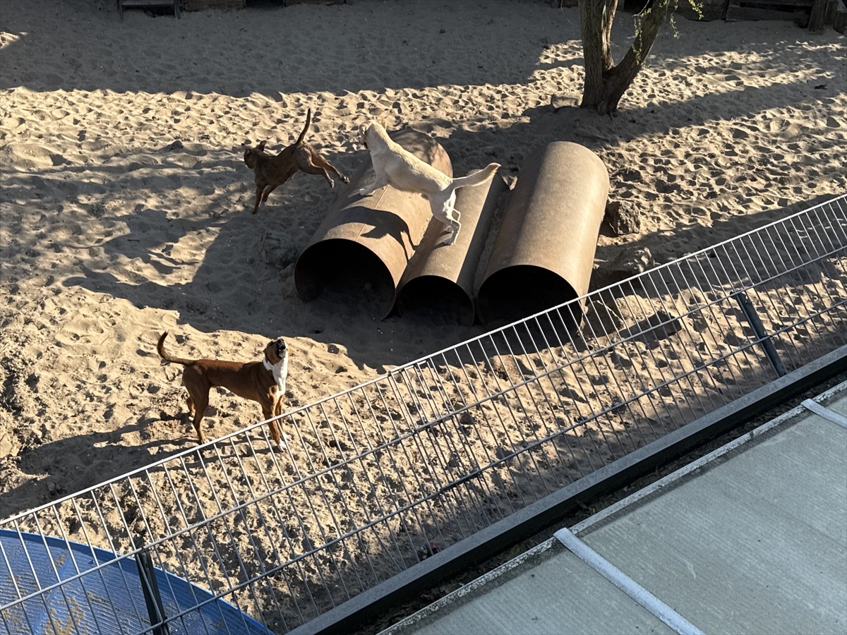 Avrupa'da yeterli kapasiteye sahip barınaklar ve yıllar içinde sahipsiz olanların toplanması...