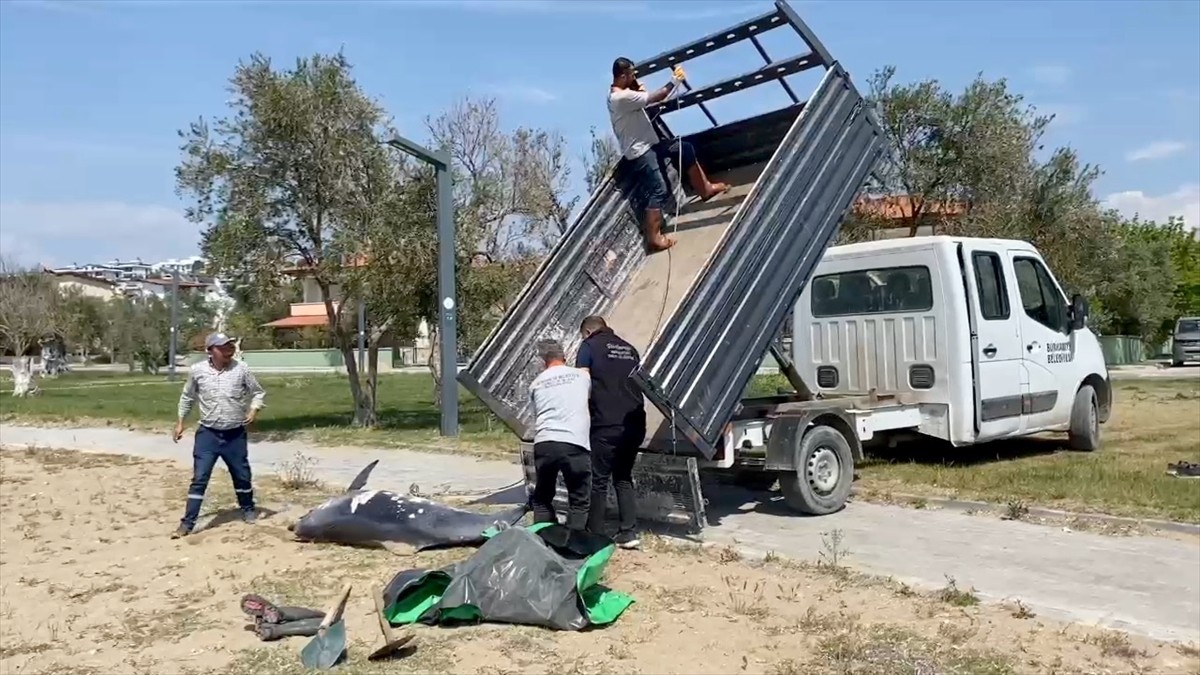 Balıkesir'in Burhaniye ilçesi sahilinde ölü yunus bulundu. Ölüm nedeni belirlenemeyen yunus...