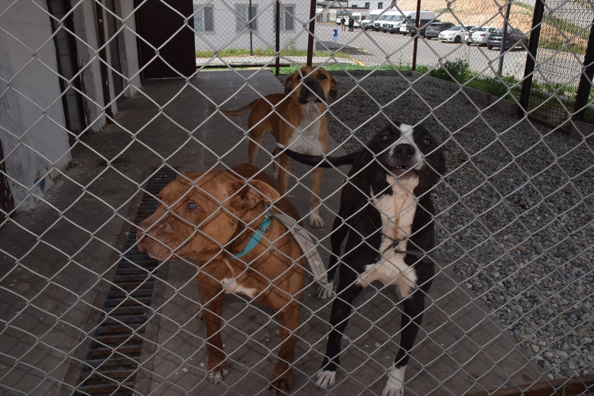 Batman Valisi Ekrem Canalp, (ortada) belediye tarafından kente kazandırılan Hayvan Tedavi, Bakım...