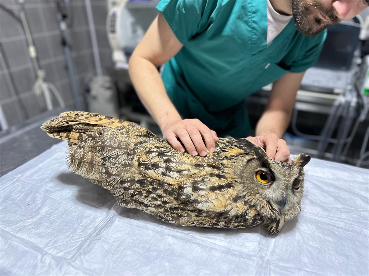 Bilecik'in Osmaneli ilçesinde, vatandaşlarca bulunan yaralı baykuş, hayvan barınağında tedavi...