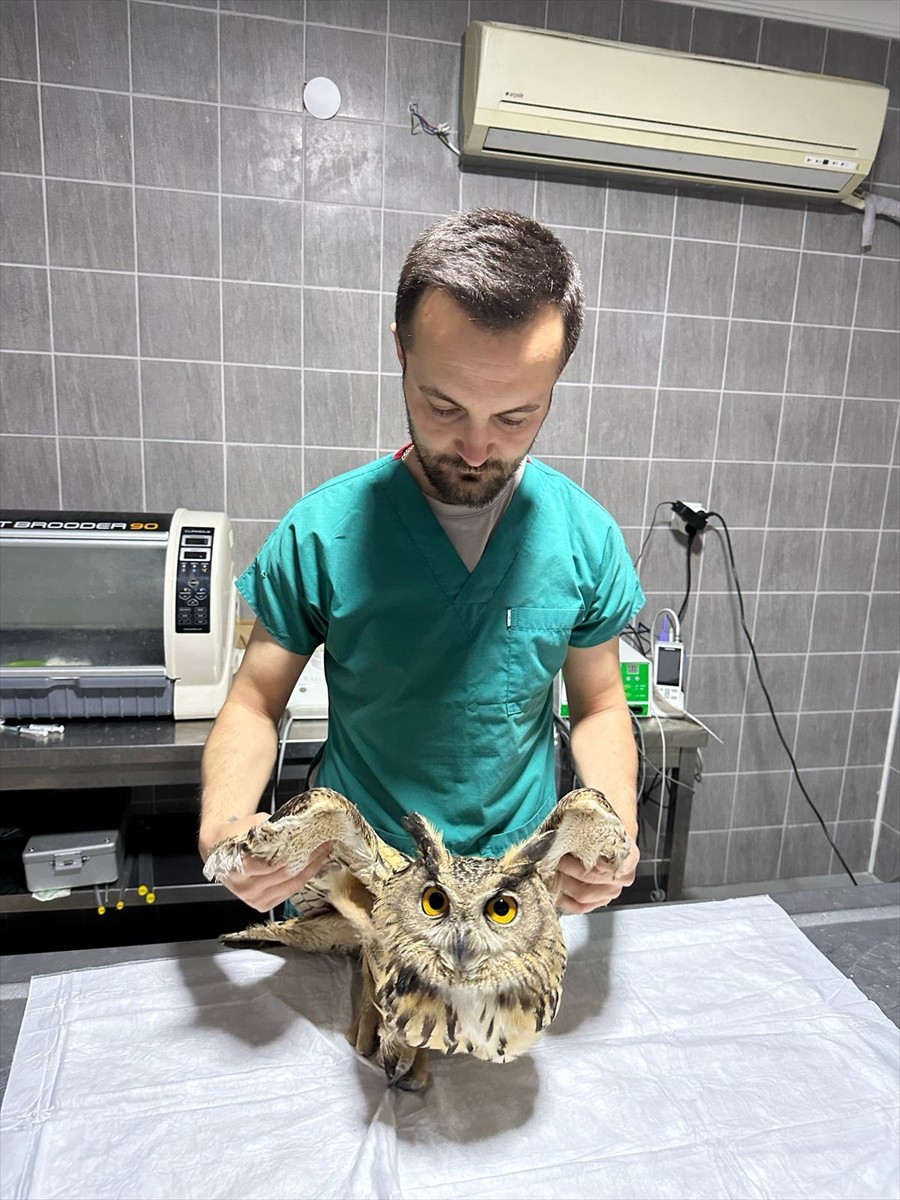 Bilecik'in Osmaneli ilçesinde, vatandaşlarca bulunan yaralı baykuş, hayvan barınağında tedavi...