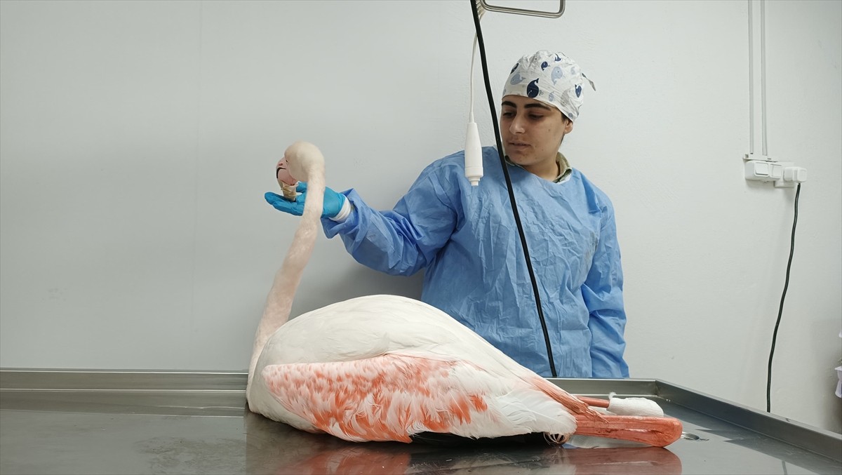 Bitlis'in merkeze bağlı Yolalan beldesinde yaralı halde bulunan flamingo tedavi altına alındı.