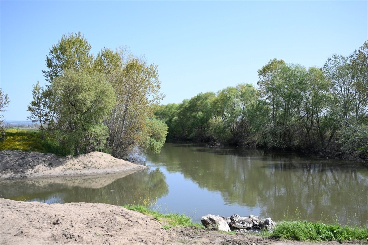 Edirne'de çeltik arazilerinin beslendiği Tunca Nehri'nin yatağı temizleniyor, su biriktirme...