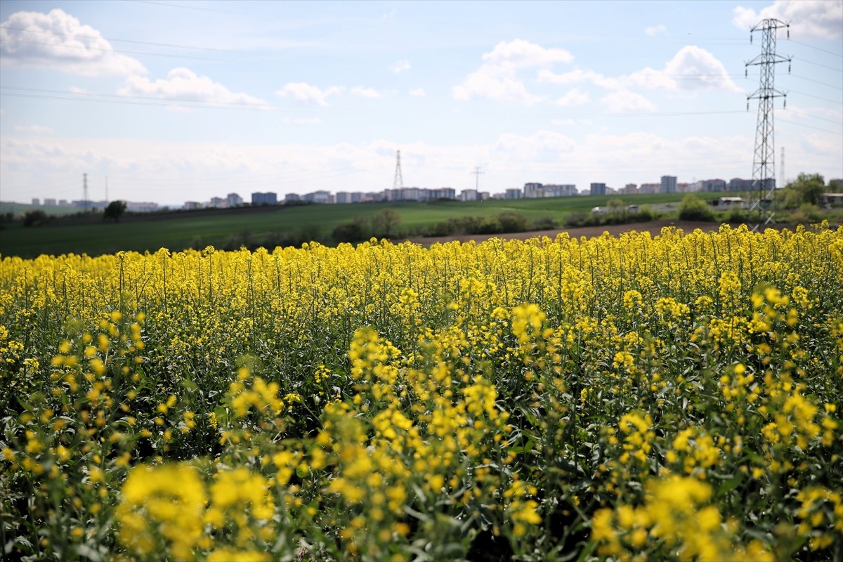 Edirne’de baharın gelmesiyle kanola tarlaları sarı çiçeklerle renklendi. Sonbaharda ekimi yapılan...
