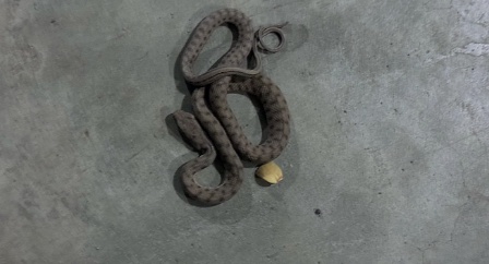 Elazığ'daki AVM Otoparkında Engerek Yılanı Panik Yarattı