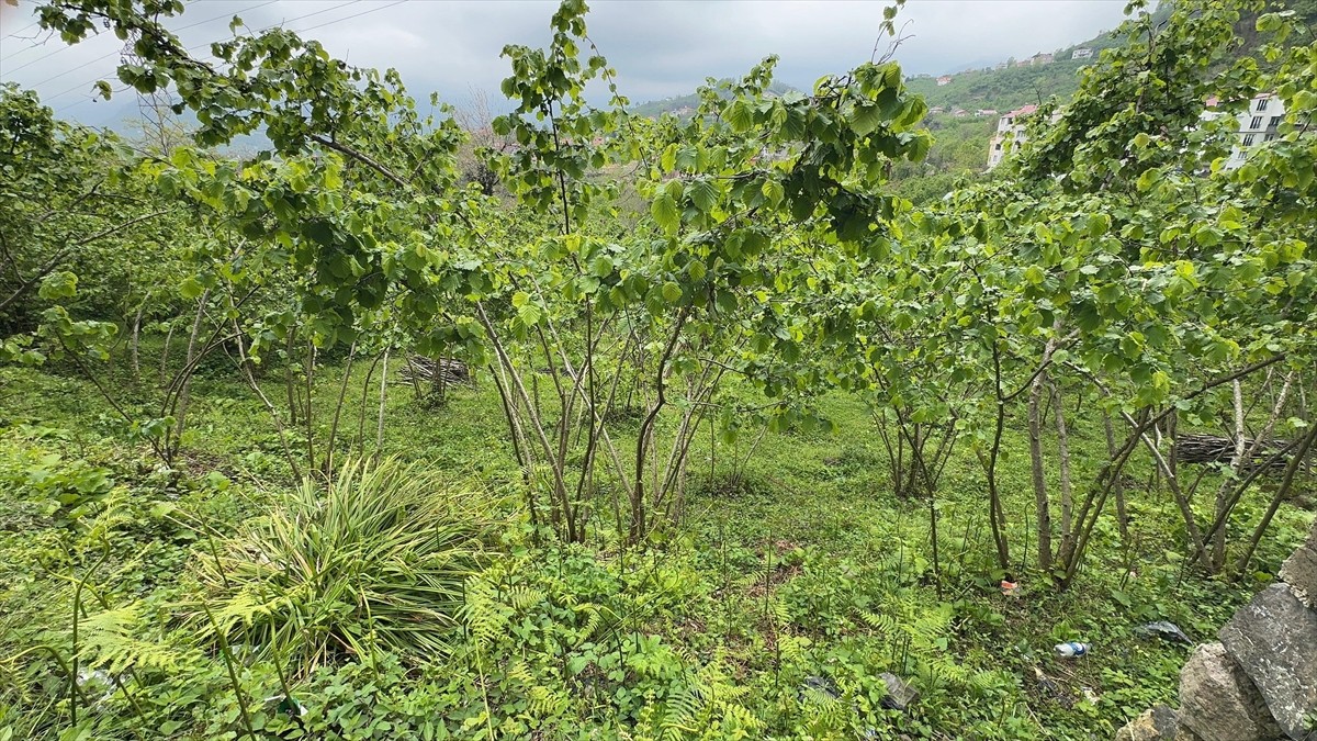 Giresun Üniversitesi Fındık İhtisaslaşma Koordinatörlüğünce hayata geçirilen proje kapsamında...