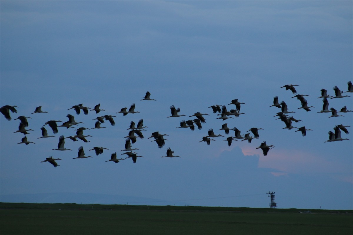 Havaların ısınmasıyla binlerce kilometre kat ederek Afrika ülkelerinden gelen leylekler, Tuz...