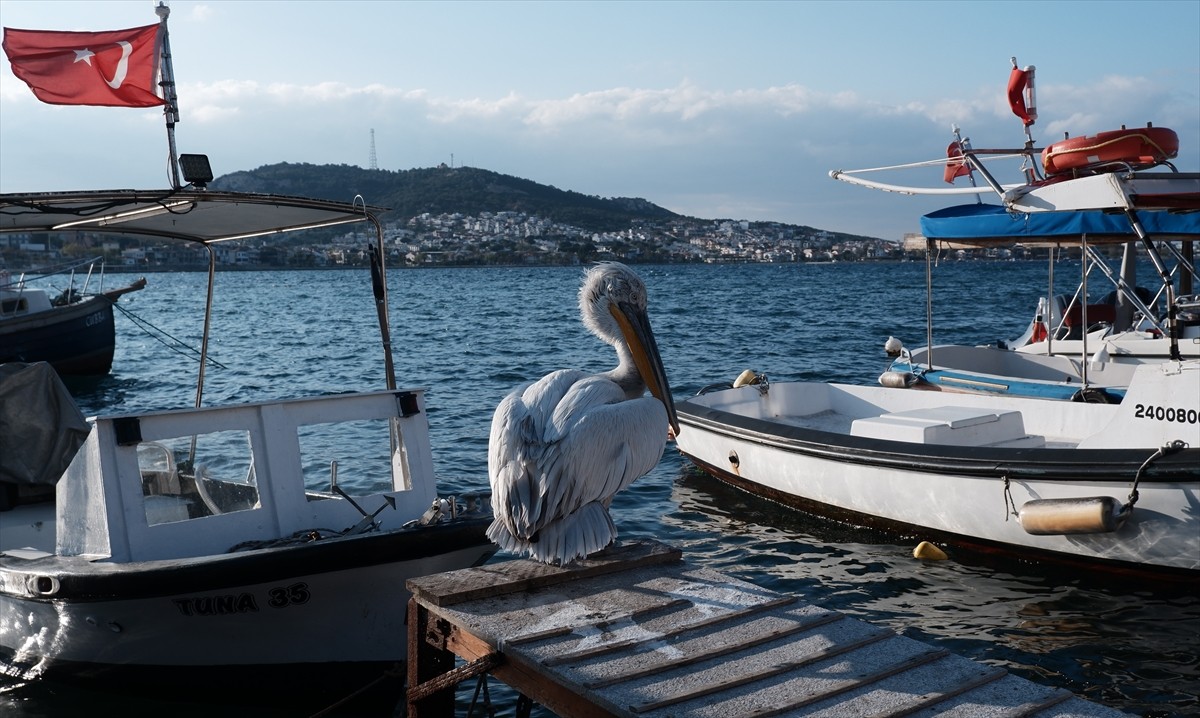 İzmir'in Foça ilçesinde yaralı olarak sığındığı balıkçı barınağında 4 yıldır yaşamını sürdüren ve...