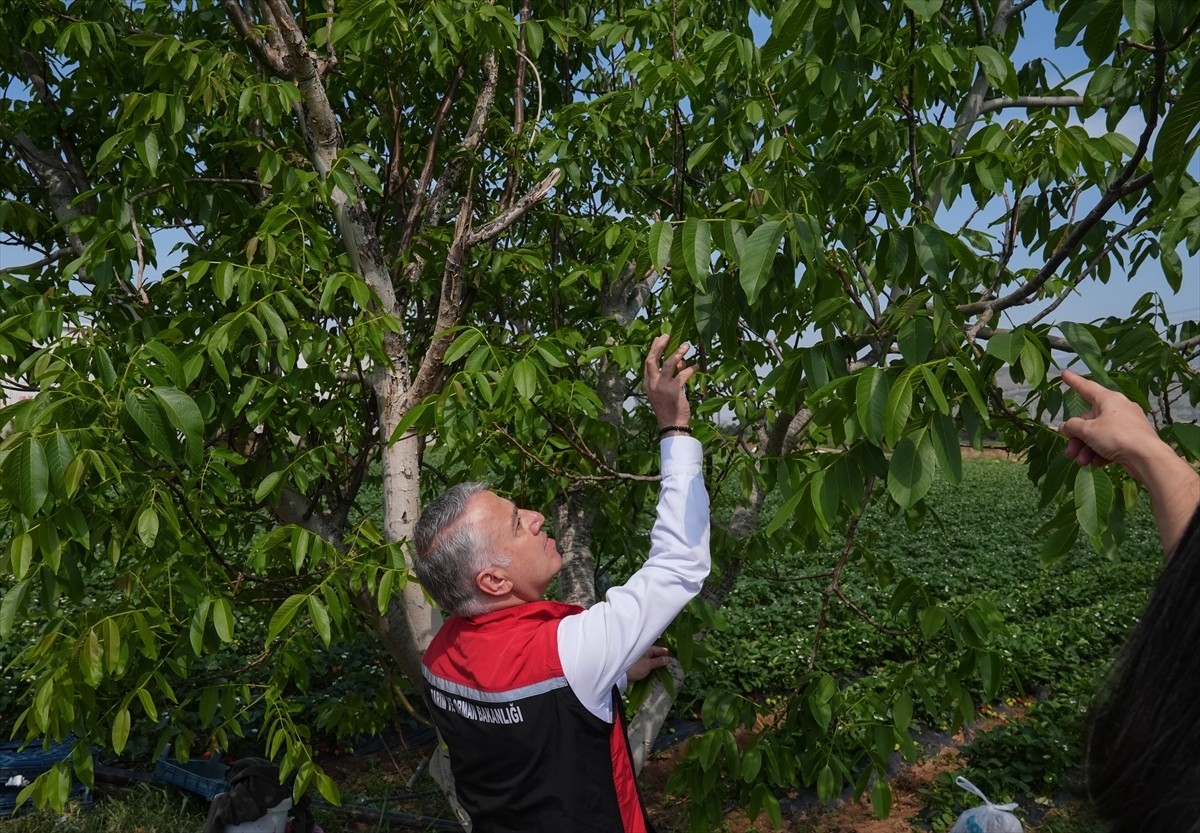 İzmir Tarım ve Orman Müdürü Mustafa Şahin (fotoğrafta), zirai dona ilişkin hasar tespit...