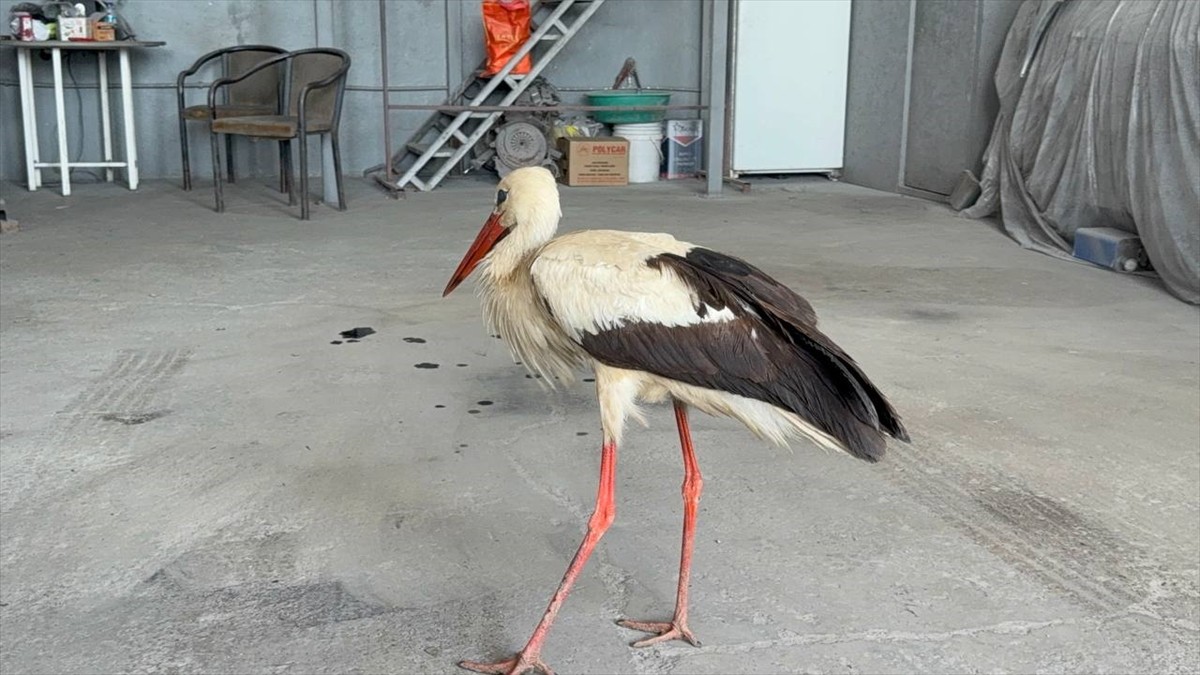 Karabük'te bitkin halde bulunan leylek, tedavi ve rehabilitasyon sürecinin ardından doğaya...