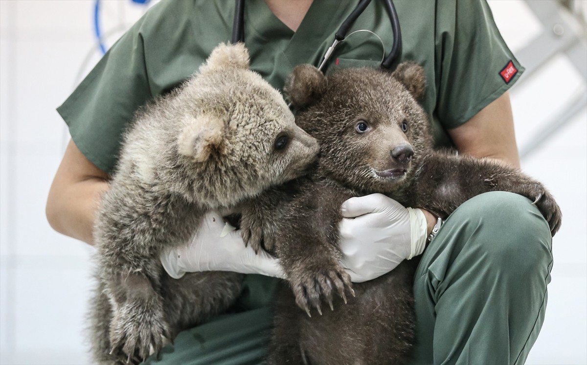 Karabük'ün Yenice ilçesi ile Bingöl'de vatandaşlar tarafından bulunan 2 ayı yavrusuna Bursa'daki...