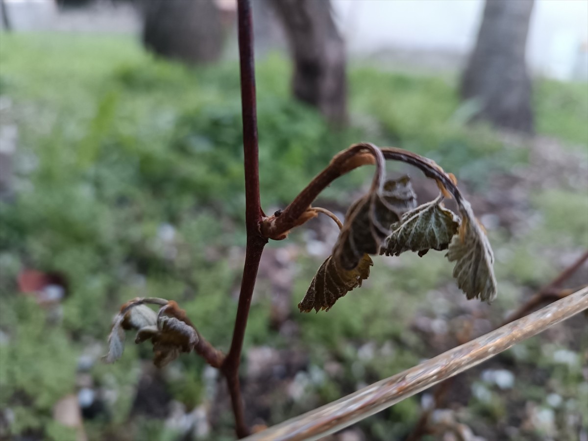 Kastamonu'nun Tosya ilçesinde hava sıcaklığının sıfır derecenin altına düşmesi ve kar yağışının...