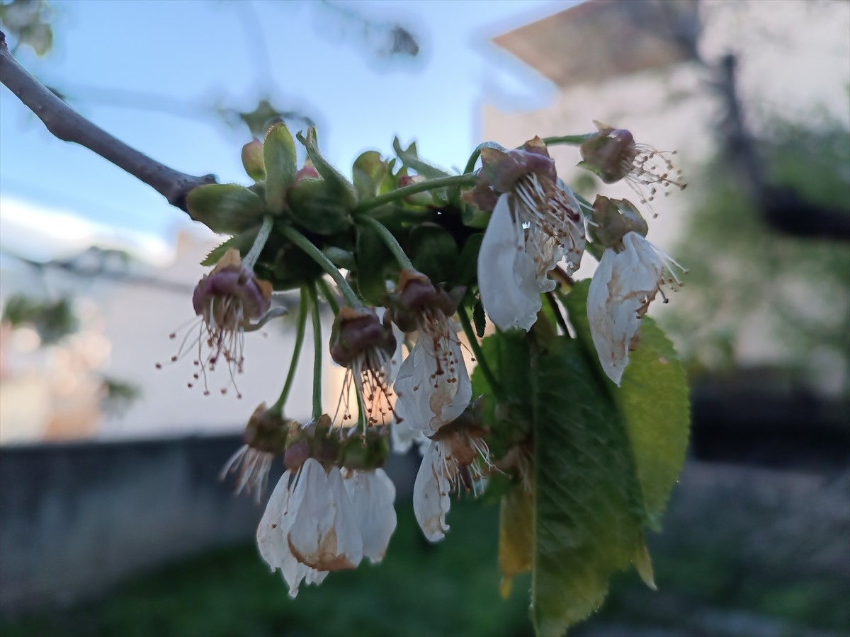 Kastamonu'nun Tosya ilçesinde hava sıcaklığının sıfır derecenin altına düşmesi ve kar yağışının...