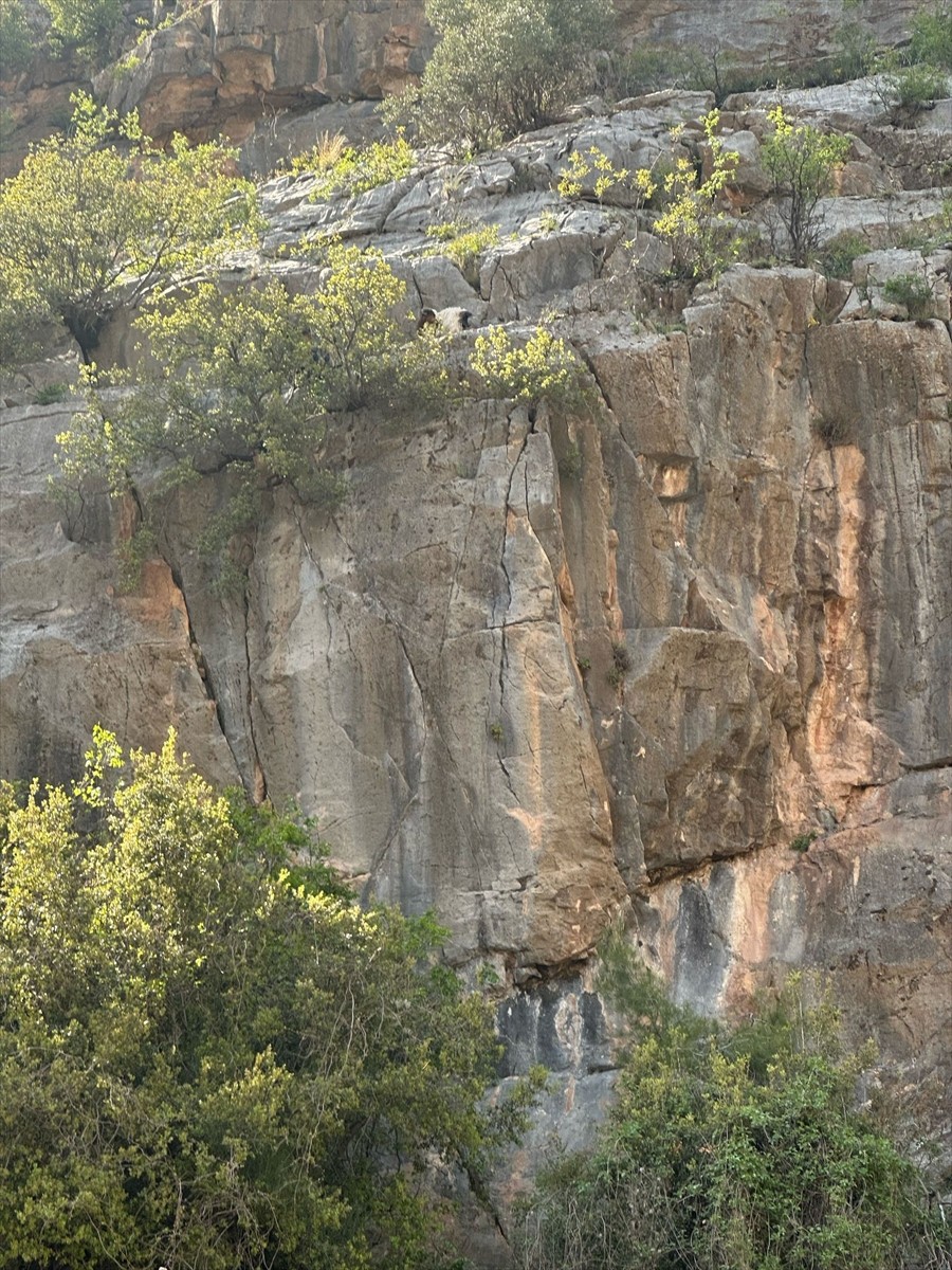  Kayseri'nin Yahyalı ilçesinde dağlık bölgede mahsur kalan 4 keçi, itfaiye ekiplerince...