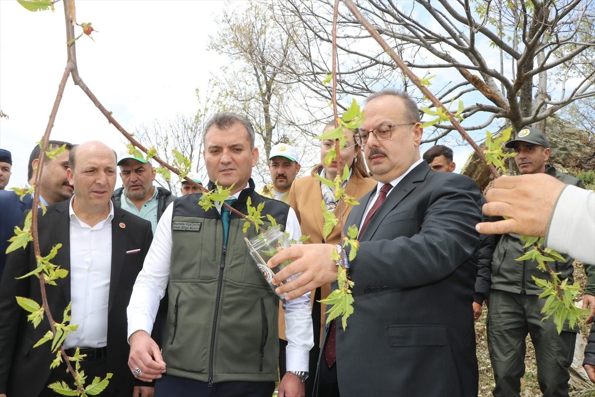 Kestane ağaçları ile meyvelerine zarar veren, halk arasında "katil arı" olarak bilinen gal arısı...