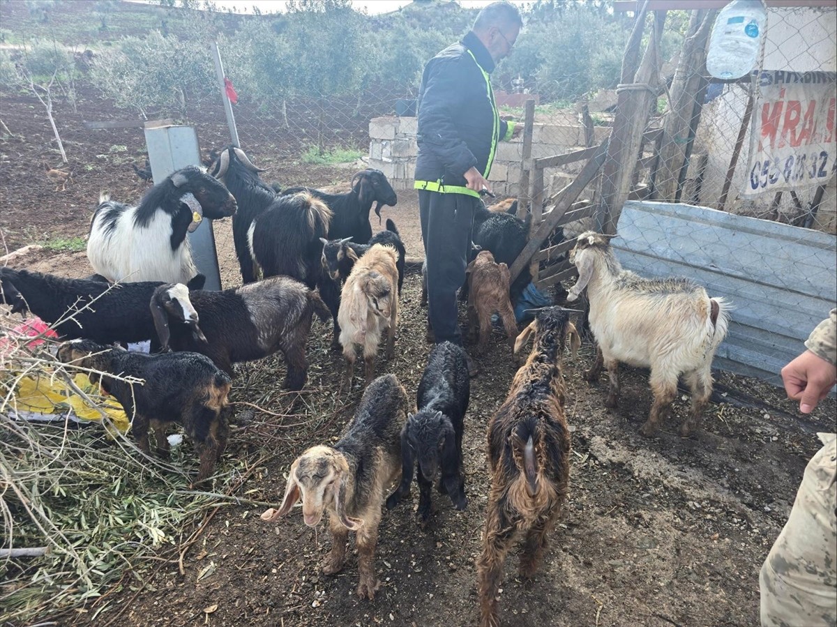 Kilis'te kaybolan 26 küçükbaş hayvan, jandarma ekiplerinin arama çalışması sonucunda bulunarak...