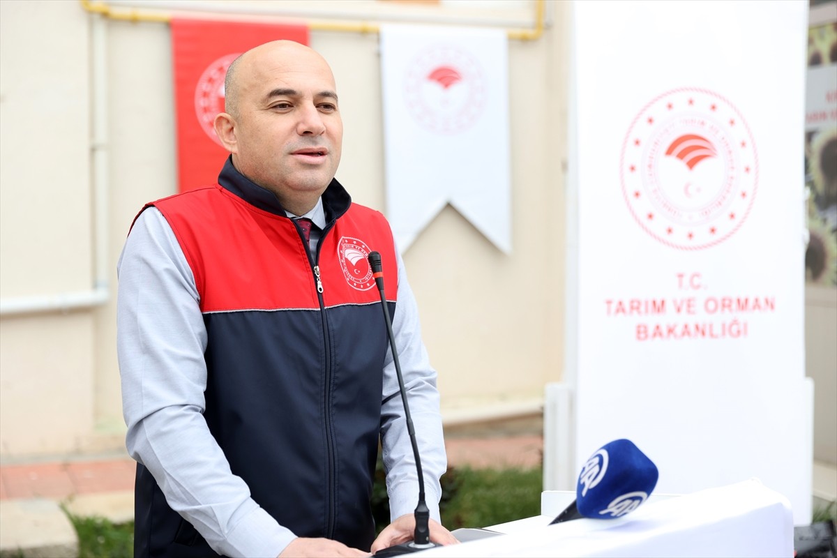 Kırklareli'nde 89 çiftçiye yüzde 75 hibe desteğiyle kuraklığa dayanıklı sorgum sudan otu melezi...