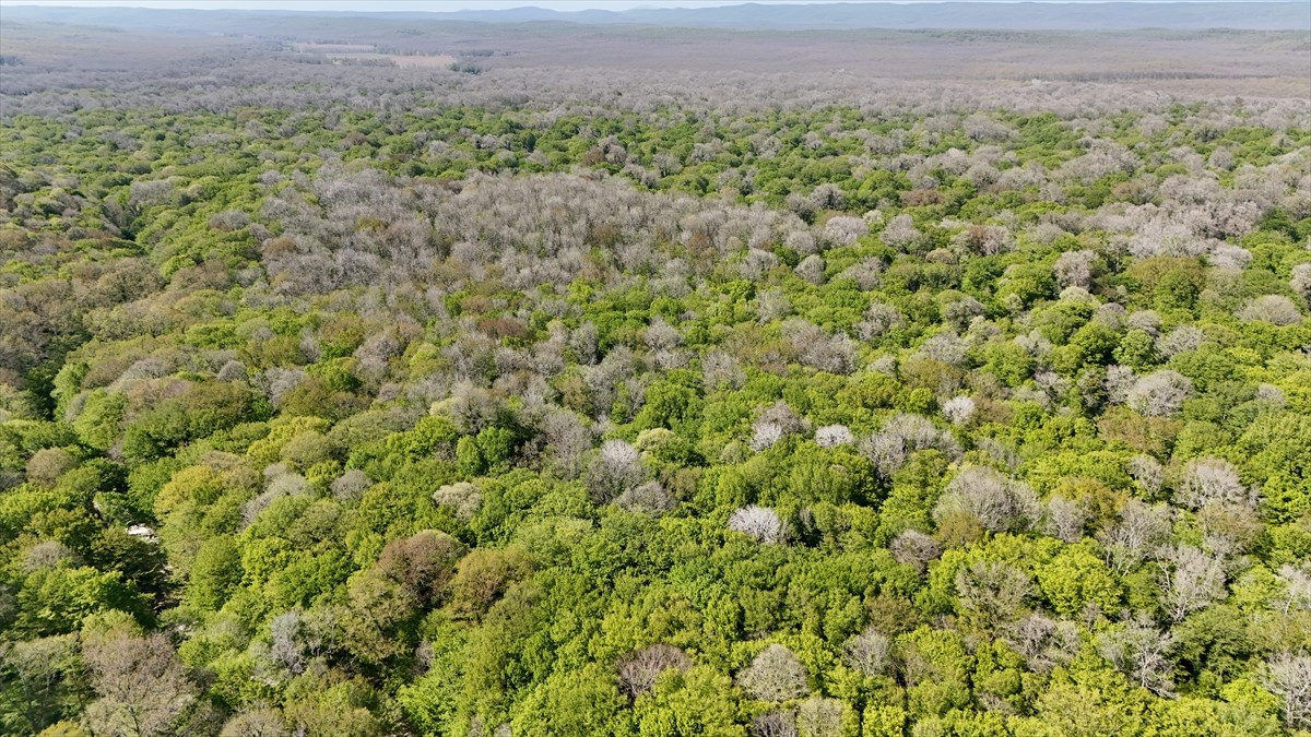 Kırklareli'ndeki, Türkiye'nin ve Avrupa'nın kayın ve meşe ağırlıklı ağaçlardan oluşan en büyük...