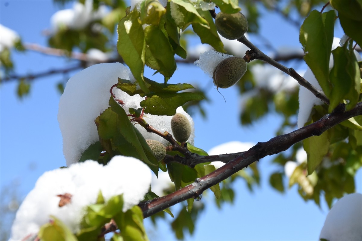 Malatya'da meydana gelen zirai don kayısı ile tarım ürünlerinde zarara neden oldu.