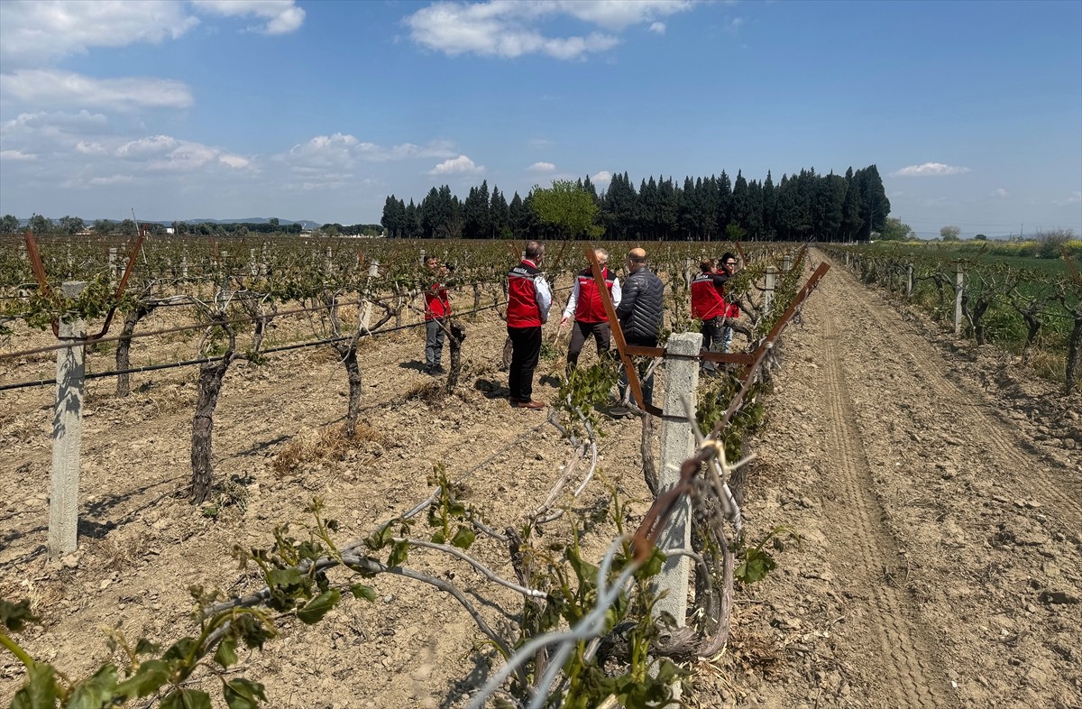 Manisa'da filiz vermeye başlayan üzüm bağları ve bazı tarım alanlarında etkili olan zirai don...