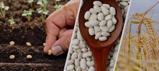 Nevşehir'de Çiftçilere 49 Bin 800 Kilogram Tohum Dağıtımı Yapıldı