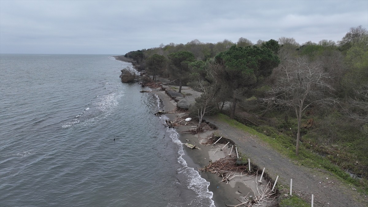 Samsun'un Terme ilçesinde etkili olan kıyı erozyonu, sahildeki çam ağaçlarının devrilmesine sebep...