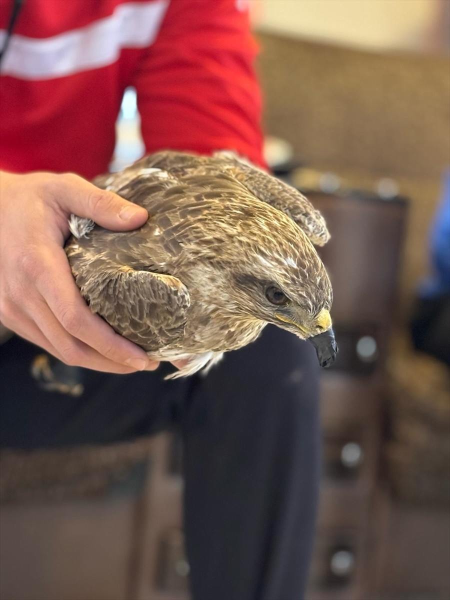 Siirt'te yaralı halde bulunan kızıl şahin tedavi altına alındı, yalnız başına bulunan ayı yavrusu...