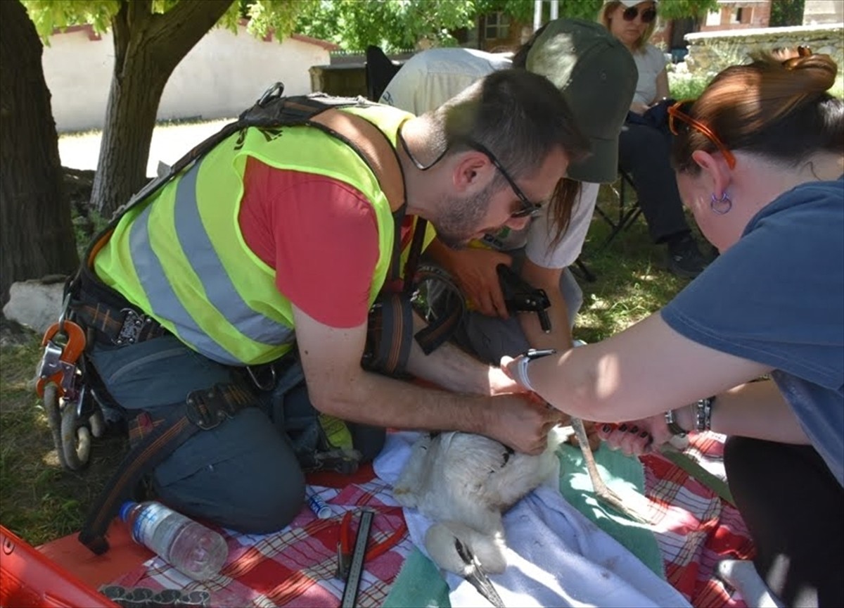 Sinop'ta yürütülen leylek popülasyonunun izlenmesi projesi kapsamında geçen yıl yavruyken halka...